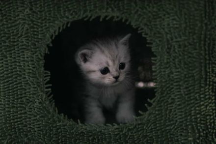 Britisch kurzhaar kitten