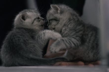 Britisch kurzhaar kitten