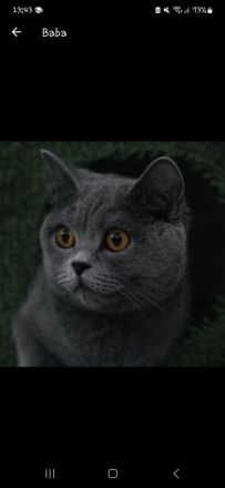 Britisch kurzhaar kitten