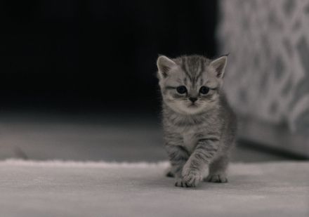 Britisch kurzhaar kitten