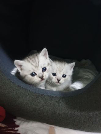 Britisch kurzhaar kitten