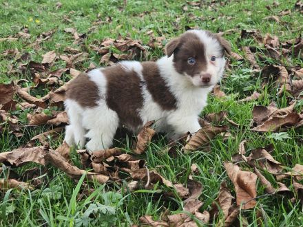 Border Collie Welpen : Rüden und Hündinnen