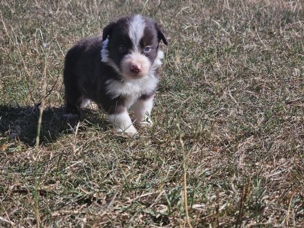 Border Collie Welpen : Rüden