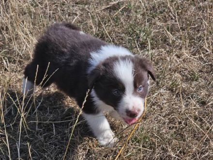 Border Collie Welpen : Rüden