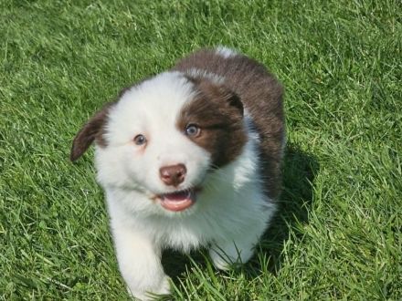 Border Collie Welpen : Rüden und Hündinnen