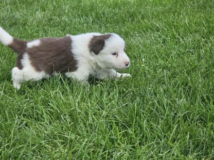 Border Collie Welpen : Rüden und Hündin