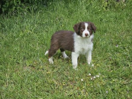 Border Collie Welpen : Rüden und Hündin