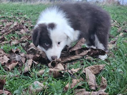 Border Collie Welpen :  Rüden - Abgabe SOFORT