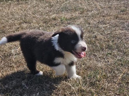 Border Collie Welpen :  Rüde