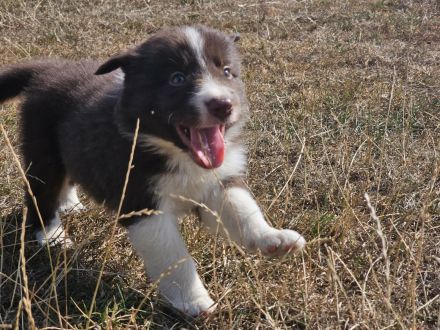 Border Collie Welpen : Rüden
