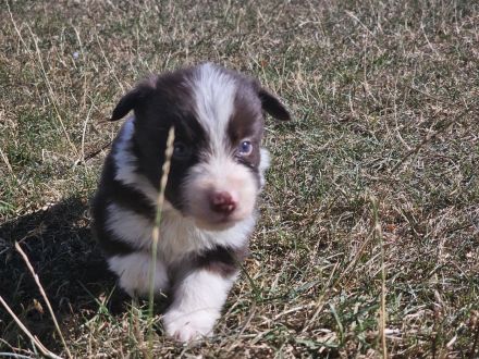 Border Collie Welpen :  Rüde