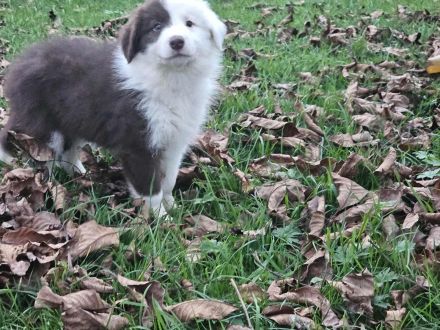 Border Collie Welpen :  Rüden - Abgabe SOFORT
