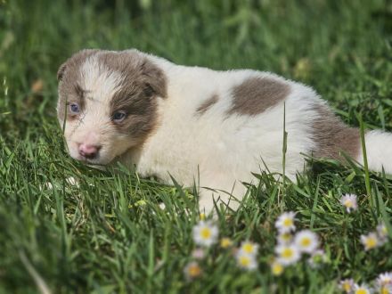 Border Collie Welpen : Rüden und Hündinnen