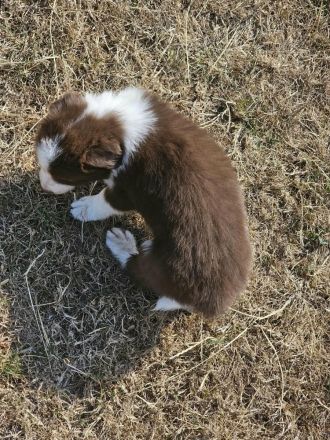 Border Collie Welpen : Rüden