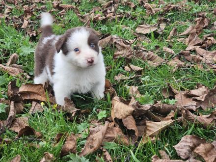 Border Collie Welpen :  Rüden - Abgabe SOFORT