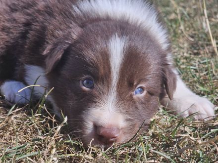 Border Collie Welpen : Rüden