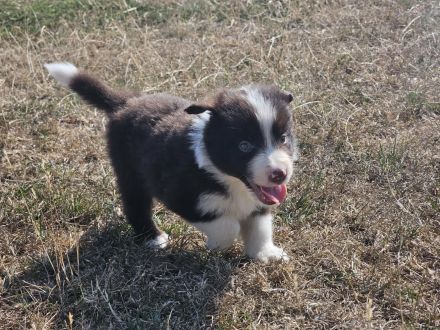 Border Collie Welpen : Rüden