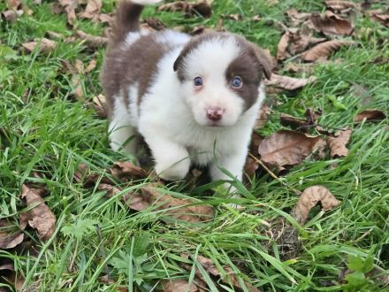 Border Collie Welpen :  Rüden - Abgabe SOFORT