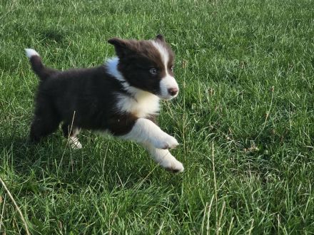 Border Collie Welpen : Rüden und Hündinnen