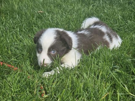 Border Collie Welpen : Rüden und Hündinnen