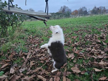 Border Collie Welpen :  Rüden - Abgabe SOFORT