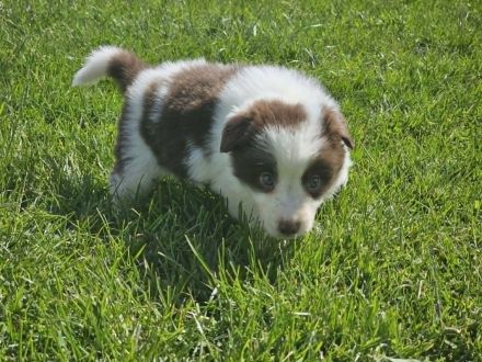 Border Collie Welpen : Rüden und Hündin