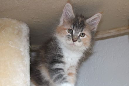 Mainecoon Kitten reinrassig mit Stammbaum