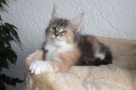 Mainecoon Kitten reinrassig mit Stammbaum