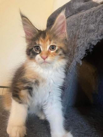 Mainecoon Kitten reinrassig mit Stammbaum