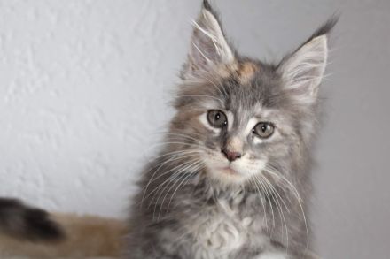 Mainecoon Kitten reinrassig mit Stammbaum