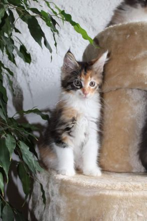Mainecoon Kitten reinrassig mit Stammbaum