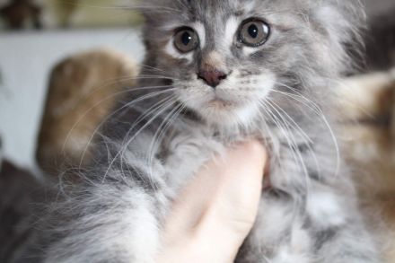 Mainecoon Kitten reinrassig mit Stammbaum