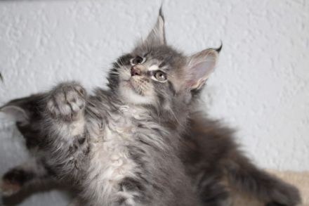 Mainecoon Kitten reinrassig mit Stammbaum