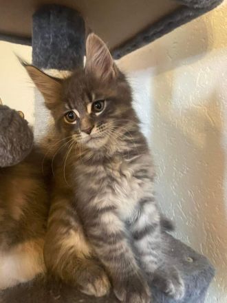 Mainecoon Kitten reinrassig mit Stammbaum