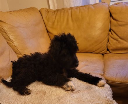 Pudelmischlings Welpen