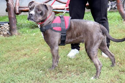 liebe,kastrierte Blue lebt in Rumänien im Außenzwinger ohne Auslauf; es wird ein Heim für sie gesuch