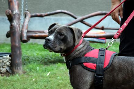 liebe,kastrierte Blue lebt in Rumänien im Außenzwinger ohne Auslauf; es wird ein Heim für sie gesuch