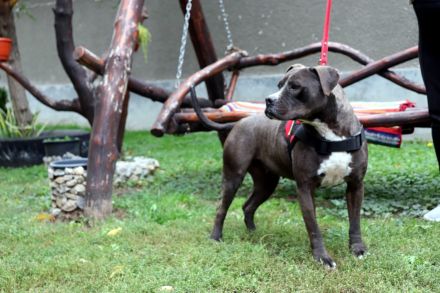 liebe,kastrierte Blue lebt in Rumänien im Außenzwinger ohne Auslauf; es wird ein Heim für sie gesuch