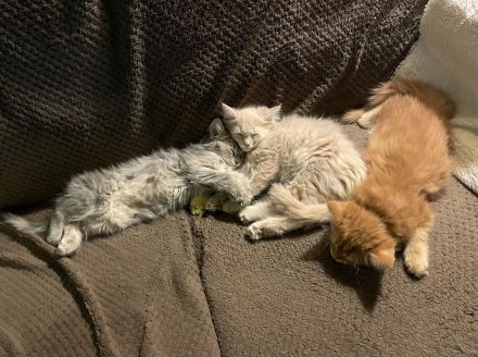 Mihrimahs Ankara Kedisi