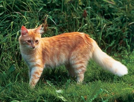 Mihrimahs Ankara Kedisi