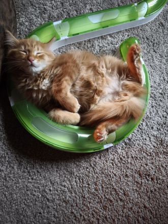 Mihrimahs Ankara Kedisi