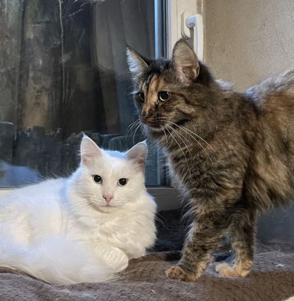 Mihrimahs Ankara Kedisi