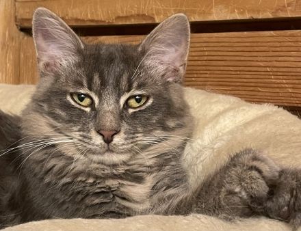 Mihrimahs Ankara Kedisi