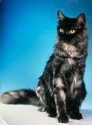 Mihrimahs Ankara Kedisi