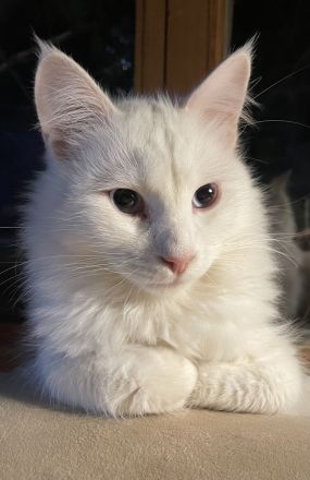 Mihrimahs Ankara Kedisi