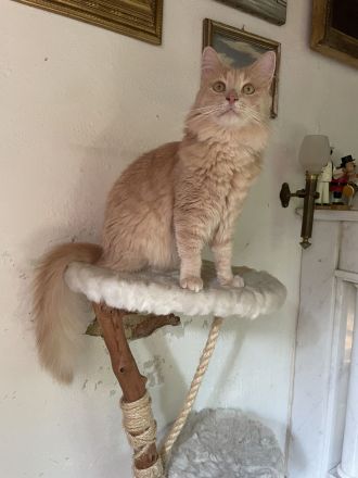 Mihrimahs Ankara Kedisi