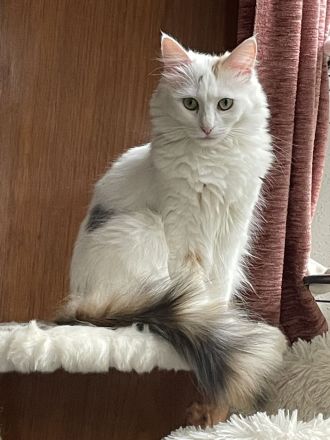 Mihrimahs Ankara Kedisi