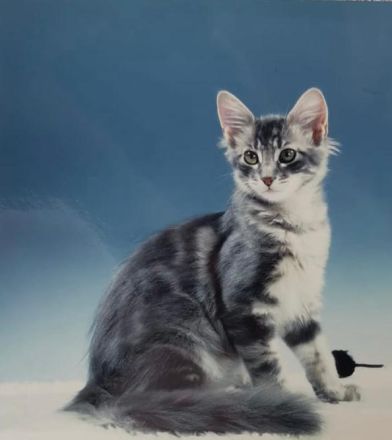 Mihrimahs Ankara Kedisi