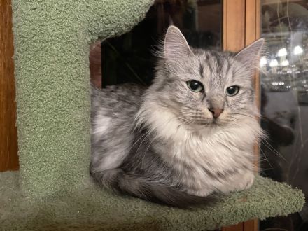 Mihrimahs Ankara Kedisi