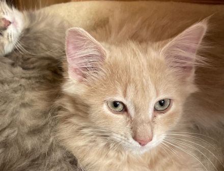 Mihrimahs Ankara Kedisi